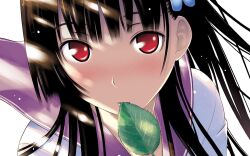  black_hair blush close-up female flower hattori_mitsuru hydrangea leaf long_hair mouth_hold photoshop_(medium) red_eyes sanka_rea sankarea school_uniform simple_background solo 