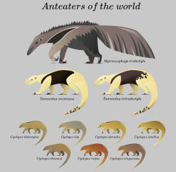  2019 ambiguous_gender anteater black_body black_fur brown_body brown_fur cyclopedid cyclopes_catellus cyclopes_didactylus cyclopes_dorsalis cyclopes_ida cyclopes_rufus cyclopes_thomasi cyclopes_xinguensis digital_media_(artwork) english_commentary english_text feral fur giant_anteater grey_background grey_body grey_fur hi_res inkscape_(artwork) kailavmp mammal markings multicolored_body multicolored_fur myrmecophagid northern_tamandua pilosan scientific_name silky_anteater simple_background southern_tamandua spots spotted_body spotted_fur tamandua tan_body tan_fur text xenarthran 