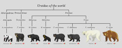  2019 ambiguous_gender american_black_bear bear black_bear black_body black_fur brown_bear brown_body brown_fur cladogram digital_media_(artwork) english_commentary english_text feral fur giant_panda grey_background inkscape_(artwork) kailavmp mammal moon_bear multicolored_body multicolored_fur polar_bear scientific_name short-faced_bear simple_background sloth_bear species_name spectacled_bear sun_bear text two_tone_body two_tone_fur ursine white_body white_fur 