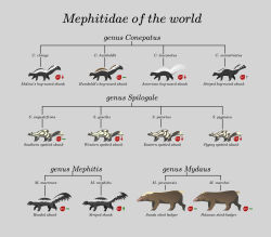  ambiguous_gender american_hog-nosed_skunk black_body black_fur brown_body brown_fur digital_media_(artwork) eastern_spotted_skunk english_commentary english_text feral fur grey_background hog-nosed_skunk hooded_skunk humboldt's_hog-nosed_skunk inkscape_(artwork) kailavmp mammal markings mephitid molina's_hog-nosed_skunk multicolored_body multicolored_fur palawan_stink_badger pygmy_spotted_skunk scientific_name simple_background skunk southern_spotted_skunk species_name spots spotted_body spotted_fur spotted_skunk stink_badger striped_body striped_fur striped_hog-nosed_skunk striped_skunk stripes sunda_stink_badger tan_body tan_fur text two_tone_body two_tone_fur western_spotted_skunk white_body white_fur 
