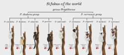  2019 ambiguous_gender black_body black_fur brown_body brown_eyes brown_fur coquerel's_sifaka crowned_sifaka diademed_sifaka english_commentary english_text feral fur golden-crowned_sifaka grey_background grey_body grey_fur indriid kailavmp lemur mammal milne-edwards's_sifaka multicolored_body multicolored_fur perrier's_sifaka primate scientific_name sifaka silky_sifaka simple_background species_name strepsirrhine tan_body tan_fur text verreaux's_sifaka von_der_decken's_sifaka white_body white_fur yellow_body yellow_fur 