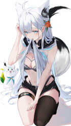  absurdres ahoge animal_ear_piercing animal_ears aqua_eyes black_shorts black_thighhighs blue_neckerchief blush bra breasts cleavage clothes_in_mouth commentary_request extra_ears fanged_bangs female fingernails flower fox_ears fox_girl fox_tail grey_bra hair_flower hair_ornament hand_on_own_thigh hand_up highleg highleg_panties highres hololive hood hooded_vest hoodie lace lace_bra lingerie long_hair looking_at_viewer mouth_hold navel neckerchief no_shoes panties panty_peek panty_straps parted_bangs seiza shirakami_fubuki shirakami_fubuki_(1st_costume) short_shorts shorts sidelocks simple_background single_thighhigh sitting solo stomach strapless sukonbu_(shirakami_fubuki) tail tail_raised tanishi_(hetianming11093) thigh_strap thighhighs underwear very_long_hair vest vest_lift virtual_youtuber white_background white_hair 