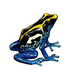  ambiguous_feral ambiguous_gender amphibian beady_eyes belly black_body blue_body feral frog heatherwolf poison_dart_frog side_view simple_background solo spots spotted_belly spotted_legs white_background yellow_body 