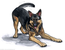  ambiguous_feral ambiguous_gender black_body black_fur black_nose black_tail brown_eyes canid canine canis cheek_tuft domestic_dog facial_tuft feral fur german_shepherd grass heatherwolf herding_dog hi_res mammal open_mouth pastoral_dog plant red_tongue simple_background solo tail tail_motion tailwag tan_body tan_fur tongue tongue_out tuft whiskers white_background 