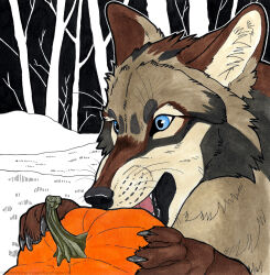  ambiguous_feral ambiguous_gender black_body black_fur black_nose blue_eyes brown_body brown_ears brown_fur canid canine claws feral food fruit fur glistening glistening_eyes grey_claws heatherwolf hi_res inner_ear_fluff mammal open_mouth outside plant pumpkin red_tongue solo tan_body tan_fur tan_inner_ear_fluff tongue tuft whiskers 