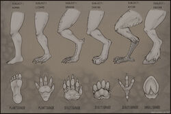  2012 4_toes 5_toes abstract_background ambiguous_gender anatomy anisodactyl anthro avian avian_feet big_claws black_border border canid canine claws close-up digital_drawing_(artwork) digital_media_(artwork) digitigrade dragon drpickelle english_text equid feet fur grey_theme greyscale hi_res hooves how-to human informative lizard mammal model_sheet monochrome mythological_creature mythological_scalie mythology pawpads paws plantigrade reptile scales scalie shaded side_view signature simple_background solo talons text toes unguligrade 