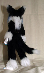 anthro biped black_body black_fur black_hair blue_hair blue_nails bureido colored_nails domestic_cat feet felid feline felis female fluffy fluffy_ears fluffy_tail fur grandfathered_content hair long_hair mammal multicolored_body multicolored_fur multicolored_hair nails nude real simple_background solo standing tail two_tone_body two_tone_fur white_background white_body white_fur white_hair