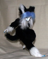 anthro biped black_body black_fur black_hair black_nose blue_hair blue_nails bureido closed_eyes colored_nails domestic_cat eyelashes feet felid feline felis female fluffy fluffy_ears fluffy_tail fur grandfathered_content hair inside long_hair mammal multicolored_body multicolored_fur multicolored_hair nails nude on_one_leg pose real simple_background solo standing tail two_tone_body two_tone_fur white_body white_fur white_hair