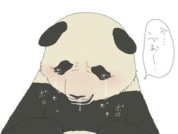  2012 4:3 anthro bear bodily_fluids crying giant_panda japanese_text kumao male mammal mohumohuotou okatana panda-kun privateotou shirokuma_cafe simple_background solo tears text white_background 