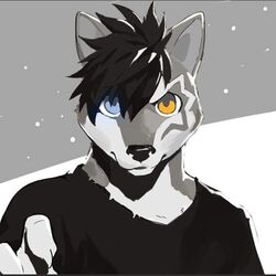  1:1 anthro black_clothing black_hair black_nose black_shirt black_topwear blue_eyes bust_portrait canid claws clothing countershading finger_claws fingers front_view fur glistening glistening_nose grey_background grey_body grey_ears grey_fur grey_inner_ear hair heterochromia male mammal messy_hair orange_eyes portrait shirt short_hair simple_background snout solo t.y.stars topwear white_body white_fur wishbone_mouth 