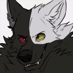  animated anthro azki_(azki_wolf) black_body black_fur canid canine canis fur heterochromia hypnosis hypnotic_eyes looking_at_viewer male mammal mimigshep mind_control simple_background solo teeth white_body white_fur wolf 