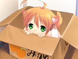  animal_ears box dog_ears doggirl female flat_chest food fruit game_cg green_eyes hcg inumimi mandarin mandarin_orange mikan mikan_(wanko) red_hair red_hair short_hair solo tangerine wanko_to_kurasou 