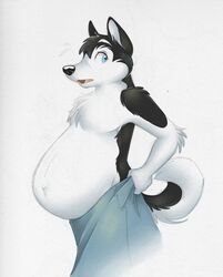  anthro avoid_posting belly big_belly blue_eyes canid canine canis dekopuma domestic_dog hi_res husky male mammal mehndix nordic_sled_dog pregnant pregnant_male simple_background solo spitz surprise towel 