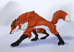  2024 anthro canid canine digital_media_(artwork) feral fox hi_res looking_at_viewer male mammal multicolored_body muscular mythological_canine mythological_creature mythology orange_body semiferal solo were werecanid werecanine werefox werewolf white_body zhekathewolf 