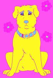  2016 aliasing ambiguous_gender bird_dog blue_(sebdoggo) blue_collar blue_eyebrows blue_eyes blue_nose canid canine canis chow_chow collar colorful_theme digital_drawing_(artwork) digital_media_(artwork) digitigrade domestic_dog eyebrows featureless_crotch feral flat_colors floppy_ears flower frown full-length_portrait fur golden_retriever hunting_dog mammal microsoft_paint_(artwork) mixed_breed paws pink_background pink_sclera plant portrait retriever sad sebdoggo simple_background sitting solo spitz trans_(lore) trans_man_(lore) yellow_body yellow_fur 