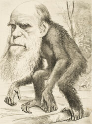  1871 19th_century absurd_res ancient_art ape bald beard big_nose caricature charles_darwin eyebrows facial_hair full-length_portrait fur haplorhine hi_res humanoid humanoid_face hybrid male mammal mockery monkey monochrome nude portrait primate solo standing thick_eyebrows unknown_artist 