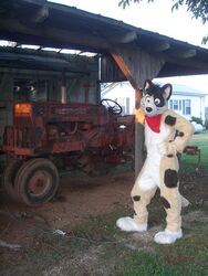 2009 3:4 anthro bandana brown_eyes canid canine canis clothing costume domestic_dog farm frisbee_(character) fursuit grandfathered_content kerchief looking_at_viewer male mammal neckerchief photography_(artwork) real red_kerchief red_neckerchief solo tractor unknown_artist vehicle