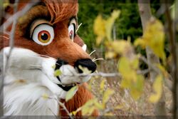 2009 anthro canid canine clothed clothing costume dalefox flower fox fursuit grandfathered_content male mammal nature oklacon outside plant real red_fox solo true_fox zephyrpanthur