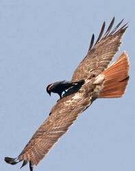 accipitrid accipitriform ambiguous_gender avian beak bird buteo chickenhawk duo feathered_wings feathers feral flying grandfathered_content icterid male new_world_blackbird oscine passerine photo real red-tailed_hawk red-winged_blackbird riding tail tail_feathers unknown_artist wings