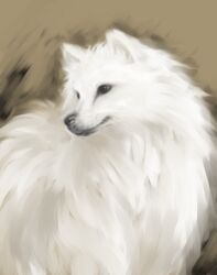 ambiguous_gender american_eskimo black_eyes canid canine canis digital_media_(artwork) digital_painting_(artwork) domestic_dog feral fur ikunosake looking_away mammal realistic solo spitz white_body white_fur