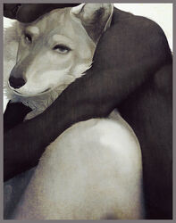 2009 anthro black_body black_fur black_nose border canid canine canis duo eyebrows eyelashes fangs fur grey_body grey_border grey_eyes grey_fur half-closed_eyes hug intimate kamui_(artist) looking_at_viewer male male/male mammal narrowed_eyes nude open_mouth realistic realistic_anatomy simple_background teeth whisker_spots whiskers white_background white_body white_eyebrows white_fur wolf