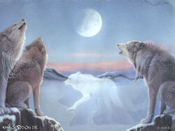 2009 ambiguous_gender canid canine canis detailed_background digitigrade feral fluffy full_moon fur group howl khaosdog mammal moon nature night outside quadruped sitting sky snow spirit standing traditional_media_(artwork) white_body white_fur wolf