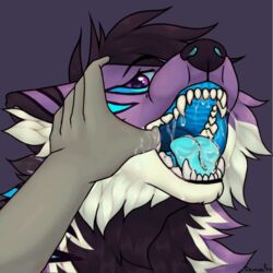  1:1 animated anthro black_body black_fur black_nose blue_mouth blue_stripes bodily_fluids canid canine canis demosfen dragon fenrisloxias finger_in_mouth fur holding_mouth_open hybrid male mammal mouth_shot mythological_creature mythological_scalie mythology open_mouth purple_body purple_fur saliva scalie short_playtime solo stripes thumb_in_mouth wolf 