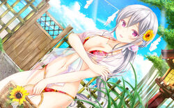  :d bikini blue_sky breasts cleavage cloud collarbone commentary_request day dutch_angle female flower girlfriend_(kari) grey_hair hair_between_eyes hair_flower hair_ornament highres jewelry lens_flare long_hair masa_(mirage77) medium_breasts navel necklace ocean open_mouth outdoors ponytail red_bikini red_eyes see-through shigeto_akiho sky smile solo sparkle standing sunflower sunlight swimsuit very_long_hair yellow_flower 