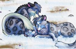  ambiguous_gender baby family felid female feral good_parenting group kalida leopard_spots licking love male mammal outside pantherine playful quadruped simple_background size_difference snow snow_leopard spots tail tongue tongue_bath tongue_out young young_ambiguous young_feral 