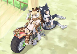  2girls adapted_costume alternate_costume animal_ears animal_print arm_support bare_shoulders belt bikini black_eyes blonde_hair blue_eyes blush breasts brown_hair chaps commentary_request crop_top day detached_collar detached_sleeves elbow_gloves flipped_hair from_above full_body fur_collar giraffe_ears giraffe_horns giraffe_print gloves grey_hair grey_wolf_(kemono_friends) hair_between_eyes hand_rest hand_up heterochromia high_ponytail horns japari_symbol kemono_friends long_hair looking_at_viewer looking_up lying medium_breasts midriff motor_vehicle motorcycle multicolored_hair multiple_girls navel necktie on_back on_motorcycle open_mouth outdoors plaid plaid_neckwear plaid_skirt ponytail print_scarf print_sleeves print_thighhighs reticulated_giraffe_(kemono_friends) scarf shoes sitting skirt stomach swimsuit tail thighhighs two-tone_hair ugai_yuichi white_hair wolf_ears wolf_girl wolf_tail yellow_eyes zettai_ryouiki 