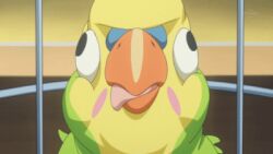  animated inko-chan parakeet tagme toradora! 