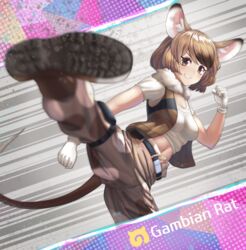  animal_ears belt black_hair breasts brown_eyes brown_hair brown_pants character_name commentary_request crop_top female gambian_rat_(kemono_friends) gloves gradient_hair grin highres incoming_kick japari_symbol kemono_friends kicking lips looking_at_viewer medium_breasts mouse_ears mouse_girl mouse_tail multicolored_hair navel neukkom pants pants_tucked_in parted_lips short_hair short_sleeves smile solo tail teeth white_gloves 