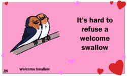  5:3 ambiguous_gender animated avian beak bird birdcheese black_eyes closed_eyes digital_media_(artwork) duo english_text feral hirundinid holidays humor joke low_res oscine passerine pun short_playtime simple_background swallow_(bird) text valentine&#039;s_day welcome_swallow 