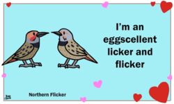  5:3 ambiguous_gender animated avian beak bird birdcheese black_eyes digital_media_(artwork) duo english_text feral heart_symbol holidays humor low_res northern_flicker picid pun short_playtime side_view text tongue tongue_out valentine&#039;s_day woodpecker 