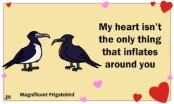  5:3 ambiguous_gender animated avian beak bird birdcheese digital_media_(artwork) duo english_text feral frigatebird heart_symbol holidays low_res short_playtime simple_background text valentine&#039;s_day 