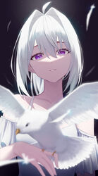  absurdres ahoge animal bare_shoulders bird blurry blurry_foreground collarbone commentary depth_of_field dress feathers female hair_between_eyes hair_intakes head_tilt highres huhi_(huhi_1211) ine_(vtuber) looking_at_viewer off-shoulder_dress off_shoulder parted_lips purple_eyes solo virtual_youtuber waktaverse white_dress white_feathers white_hair 