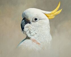  ambiguous_gender avian beak bird black_eyes cacatua chandlerwildlifeart cockatoo feathers feral oil_painting_(artwork) painting_(artwork) parrot photorealism realistic solo sulphur-crested_cockatoo traditional_media_(artwork) white_body white_feathers 