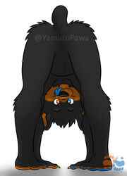  ambiguous_gender american_black_bear anthro ass_up bear belly black_bear claws fluffy heterochromia hi_res looking_through looking_through_legs mammal paws silly solo tail_nub tongue tongue_out upside-down ursine yamato_burr yamatopawa young young_anthro 