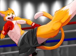  2022 abs anthro bodily_fluids boxers_(clothing) boxing_gloves clothing digital_media_(artwork) domestic_cat eyebrows fangs felid feline felis fighting_ring fur green_eyes handwear hi_res kemono kick long_tail male mammal multicolored_body multicolored_fur nukumorigakari open_mouth orange_body orange_fur pink_nose solo sweat sweatdrop tail teeth tongue tuft two_tone_body two_tone_fur underwear white_body white_fur 