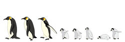  adobe_illustrator_(medium) animal animal_focus baby_penguin bad_id bad_pixiv_id bird commentary_request emperor_penguin highres lying midori_(user_rfup2354) no_humans on_stomach original penguin simple_background standing walking white_background 