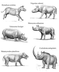  2013 2_horns action_pose ambiguous_gender amynodontid belly big_belly binomial_nomenclature desolate ears_back extinct feral frown fur galloping graphite_(artwork) grass greyscale group hooves horn hyrachyid hyrachyus latin_text light lighting long_horn mammal menoceras metamynodon midair monochrome multi_horn open_mouth outside overweight overweight_ambiguous pencil_(artwork) photorealism pivoted_ears plant pose prehistoric_species quadruped rhinoceros scientific_name shadow short_horn short_legs side_view simple_background small_horn smile snout species_name standing tail tail_tuft teeth teleoceras text traditional_media_(artwork) trigonias tuft walking white_background willemsvdmerwe woolly_rhinoceros wrinkles 