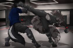  2026 4_toes abs anthro athletic athletic_female biped black_bottomwear black_clothing black_pants black_tail blue_clothing blue_eyes blue_shirt blue_topwear bottomwear boxing_gloves brown_hair canid canine canis claws clothing colored defensive detailed digital_drawing_(artwork) digital_media_(artwork) digitigrade feet female female_anthro fight fighting_ring fluffyscar footgear footwear fox full-length_portrait fur grey_bottomwear grey_clothing grey_fox grey_shirt grey_shorts grey_tail grey_topwear hair handwear hariasa_(fluffyscar) hi_res high_kick kick kickboxing male male_anthro mammal markings midriff motion_lines multicolored_body multicolored_fur multiple_poses navel offense pants portrait pose shaded shirt shorts spandex_pants standing tail tail_markings toe_claws toes toned_female topwear urocyon wolf 