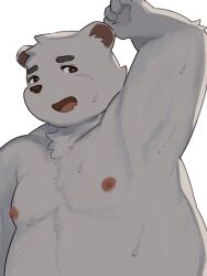  2025 3:4 anthro bear bodily_fluids clothed clothing fangs fur gamuu happy japanese_description looking_at_viewer male mammal moobs nipples open_mouth overweight overweight_male polar_bear raised_arm simple_background solo sweat teeth tongue topless topless_male ursine white_background white_body white_fur 