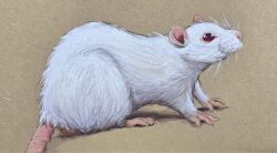  2026 absurd_res akamaruburningred albino all_fours ambiguous_feral ambiguous_gender brown_background claws colored_pencil_(artwork) fancy_rat feet feral fur hi_res mammal murid murine paws pink_nose pink_tail rat realistic realistic_feral red_eyes rodent simple_background solo tail toes traditional_media_(artwork) whiskers white_body white_fur 