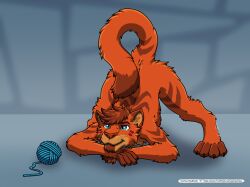  2021 anthro artist_name ass_up ball_of_yarn blue_background canid canine canis dipstick_tail domestic_cat facial_markings felid feline felis fur fur_markings hair head_markings hi_res hybrid jack-o&#039;_pose kemira kemira_redearth_(character) male mammal markings nude orange_body orange_fur pose simple_background solo spread_legs spreading tail tail_markings wolf yarn 