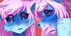  black_sclera blue_body blue_fur blue_nose blush bodily_fluids canid canine canis covering covering_mouth domestic_dog embarrassed erunroe expressions fur hair heart_eyes heart_symbol husky kolae_(character) mammal nordic_sled_dog pink_hair spitz surprised sweat 