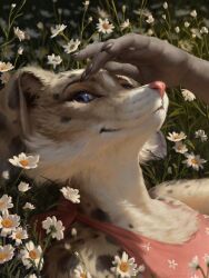  2025 anthro ariesredlo artist_name blue_eyes bra brown_body brown_fur canid canine closed_smile clothed clothing daisy_(flower) day detailed_background digital_media_(artwork) digital_painting_(artwork) female female_anthro fingernails flower fox fur grass_field hi_res looking_at_viewer lying mammal markings mostly_nude mouth_closed multicolored_body multicolored_fur nails on_back outside painting_(artwork) photorealism plant realistic shaded smile solo spots spotted_body spotted_fur tan_body tan_fur text three-quarter_view underwear underwear_only white_body white_fur 
