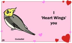  5:3 ambiguous_gender animated avian beak bird birdcheese black_eyes cockatiel cockatoo digital_media_(artwork) english_text feral holidays humor low_res parakeet parrot pun short_playtime solo text true_parrot valentine&#039;s_day 