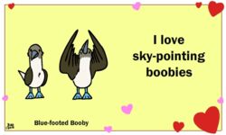  5:3 ambiguous_gender animated avian beak bird birdcheese black_eyes blue-footed_booby booby_(bird) digital_media_(artwork) duo english_text feral heart_symbol holidays humor low_res pun short_playtime sulid text valentine&#039;s_day 