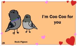  5:3 ambiguous_gender animated avian beak bird birdcheese black_eyes cere_(anatomy) columbid common_pigeon digital_media_(artwork) duo english_text feral holidays humor low_res pigeon pun rock_dove short_playtime text valentine&#039;s_day 